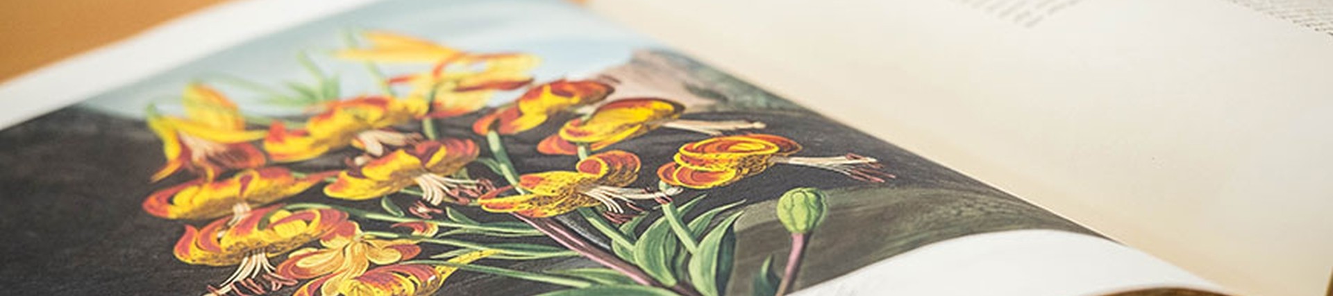 Illustration of flowers